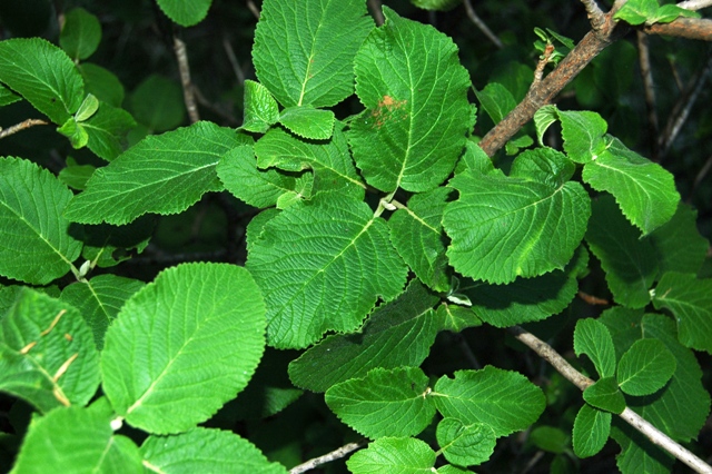 Viburnum lantana